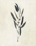 Botanical Study I