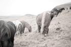 Horses of Hofn II BW