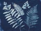 Nature By The Lake - Ferns II