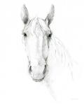 Horse Sketch