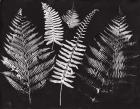 Nature by the Lake Ferns I Black Crop