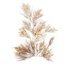 Pacific Sea Mosses X White Sq