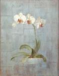 Elegant Orchids II