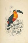 Toucan du Para