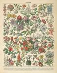 French Flower Chart