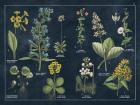 Botanical Floral Chart I Dark Blue