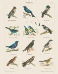 Bird Chart II