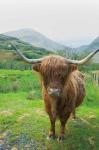 Scottish Highland Cattle VI