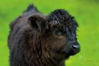 Scottish Highland Cattle XI