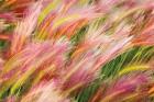 Foxtail Barley I