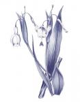 Dark Blue Botanical II