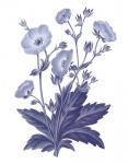Dark Blue Botanical VI