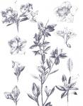 Lithograph Florals I Blue