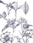 Lithograph Florals II Blue