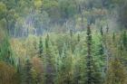 Superior National Forest II