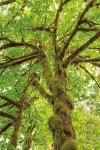 Big Leaf Maple Trees IV