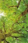 Big Leaf Maple Trees V