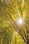 Autumn Foliage Sunburst I