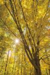 Autumn Foliage Sunburst II