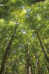 Hardwood Forest Canopy II