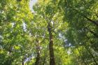 Hardwood Forest Canopy III