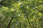 Hardwood Forest Canopy IV