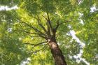 Hardwood Forest Canopy V