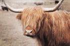 Scottish Highland Cattle I Neutral
