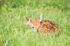 A Fawn