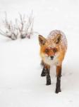 Red Fox III