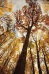 Towering Trees I