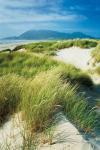 Oregon Dunes Grass