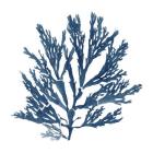 Pacific Sea Mosses Blue on White I