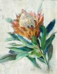 Protea