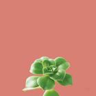 Succulent Simplicity VII Coral