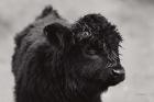 Scottish Highland Cattle XI BW