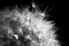 Dandelion Dewdrops I