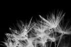 Dandelion Dewdrops II