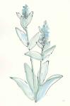 Lambs Ear Sage IV