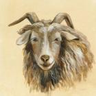 Highland Animal Sheep