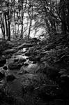 Lush Creek in Forest BW