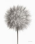 Dandelion Fluff on White