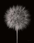 Dandelion Fluff on Black