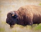 Buffalo II