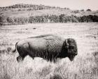 Buffalo I BW