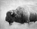 Buffalo II BW