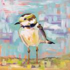 Coastal Plover II