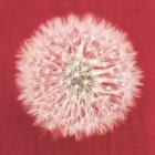 Dandelion on Red I