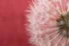 Dandelion on Red III