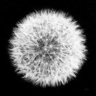 Dandelion on Black I